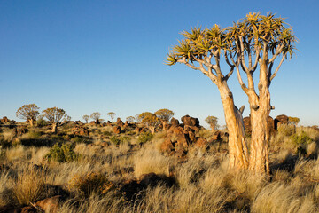 Quivertrees (kokerbooms) in bloom at Giants' Playground, Namibia
