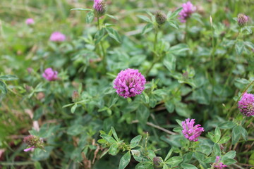 Flowers of a red clover on a meadow