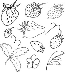 Isolated STRAWBERRIES, hand drawn. Black and white. Vector EPS 10.Use for print on invitations, wallpaper, textiles, greeting cards, fabric, t-shirt, dishes, decor, postcard, wrappers, packaging.