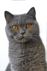 Grey scottish cat with orange eyes on isolatet white background, pet