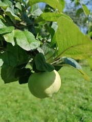 pear on a tree