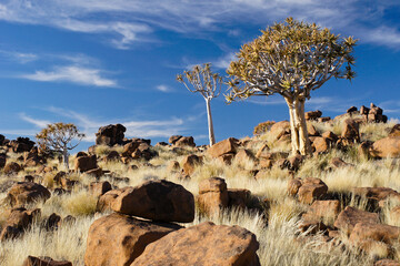 Fototapeta na wymiar Quivertrees at Giants' Playground, Namibia