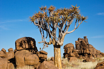Quivertree at Giants' Playground, Namibia