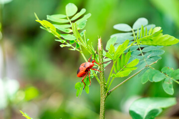 Asian firebug (Pyrrhocoridae) climbing 
 a tree.