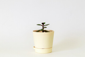 Small money tree in a light pot with copy space for your text
