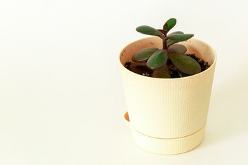 Small money tree in a light pot with copy space for your text