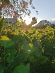 autumn leaves in the forest