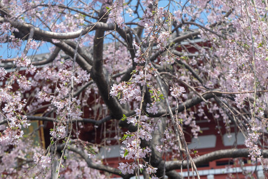 Tokyo, Japan
Senso-ji Tample