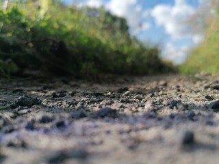 dirt road in the forest