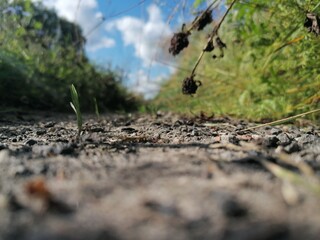 ants on the ground