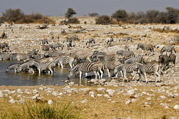 Fototapeta na wymiar Zebras drinking at waterhole, Okaukuejo, Etosha National Park, Namibia