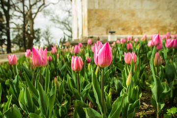 Pink tulips with green leaf at historical mosque garden and trees