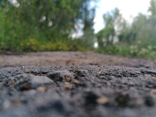 dirt road in the forest