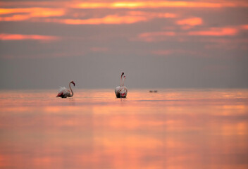 Greater Flamingos in the morning hours with dramatic hue, Asker coast, Bahrain