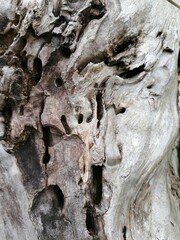 bark of a tree