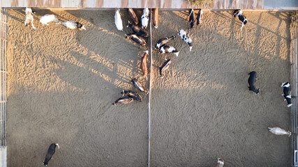 Aerial view of cows and calves in the farm. They feed in the barn.