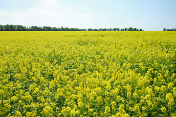 Obraz premium yellow rapeseed field