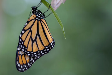 Monarch Butterfly, Danaus plexippuson,  drying wings on chrysalis closeup green background