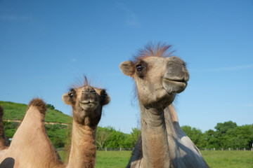 animal, nature, camel, mammal, travel, desert, wild, sky, wildlife, portrait, dromedary, head,...