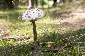 Piękna i smaczna kania czubajka © qrrr