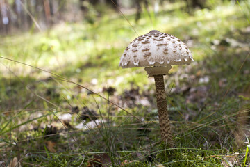 Kania czubajka w letnich promieniach słońca © qrrr