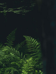 Fern in the forest