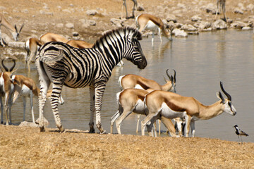 Obraz na płótnie Canvas Zebra foal and springboks at waterhole, Okaukuejo, Etosha National Park, Namibia
