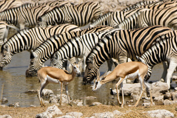 Fototapeta na wymiar Zebras and springboks at waterhole, Okaukuejo, Etosha National Park, Namibia