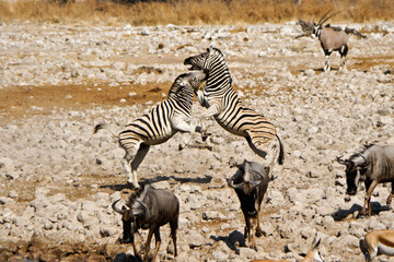 Obraz na płótnie Canvas Zebras fighting, gemsbok, wildebeests, Okaukuejo, Etosha National Park, Namibia