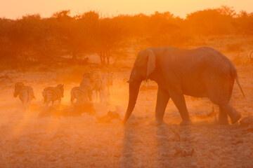 Fototapeta na wymiar Zebras and elephant in dust at sunset, Etosha National Park, Namibia