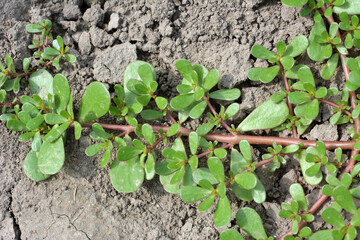 In the soil, like a weed grows purslane (Portulaca oleracea)