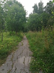 Obraz premium path in the woods