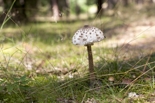 młoda kania czubajka 