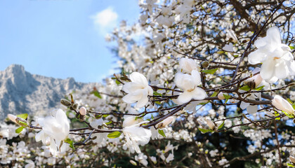 Blooming magnolia Loebneri 