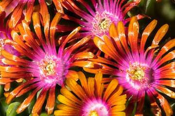 Fire Spinner Flowers of Ice Plant (Delosperma spec.)