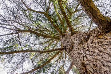 The trunk and branches of Atlas cedar, which is also called Cedrus atlantica.