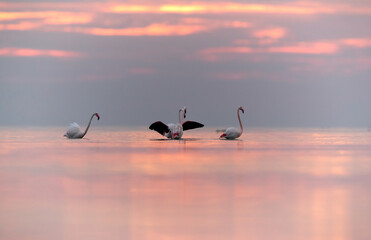 Greater Flamingos in the morning hours, Asker coast, Bahrain