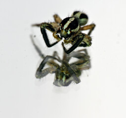 spider on white background