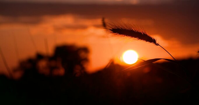sun setting on long stemmed grasses