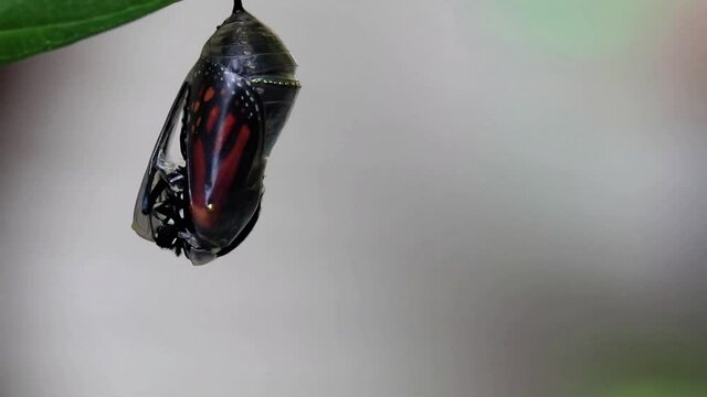 Monarch butterfly, Danaus plexippuson,  emerges from chrysalis fast speed light background