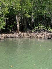 Mangrove à Koh Lanta, Thaïlande