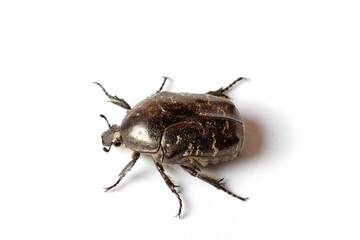 Close-up black bug on white background