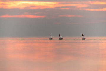 Greater Flamingos wading at Asker coast during sunrise, Bahrain