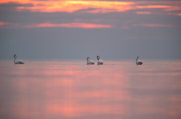 Greater Flamingos wading in the morning hours, Asker coast, Bahrain