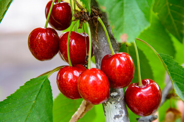 Red and sweet cherries on a branch just before harvest in early summer