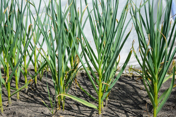 Obraz premium Spring crop - feathers of green onions and garlic grow in the garden.