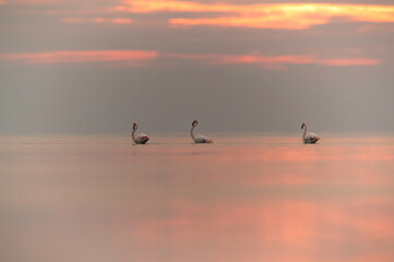 Greater Flamingos and the dramatic sky at Asker coast, Bahrain