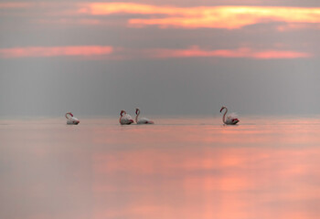 Greater Flamingos with dramatic sky, Asker coast, Bahrain