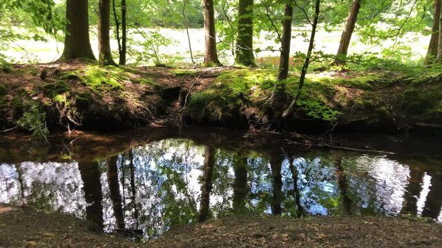 Leuvenumse bos Ermelo forest with water stream