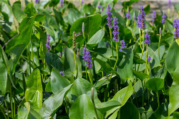 Pickerel weed flower - Pontederia cordata in native American flower